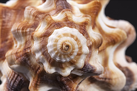 Pacific seashell image