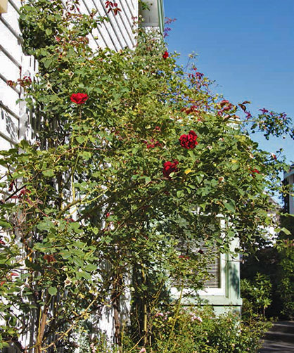 Jan Egerton Roses