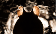 Backlit mouse tn