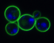 Fluorescence microscopy image of Saccharomyces cerevisiae yeast cells with plasma membrane protein Pdr5p tagged with green fluorescent protein and the nucleus stained with DAPI (blue)