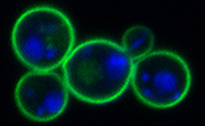 Yeast PDR protein fused to GFP