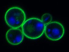 Yeast PDR5-GFP & DAPI