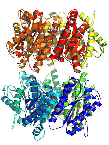 Candida glabrata lumazine synthase structure