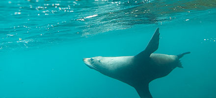 Fur Seal Swimming underwater