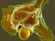 Bacteria killing by neutrophils