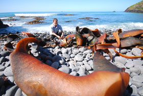 Kelp research on the shore of the Southern Ocean