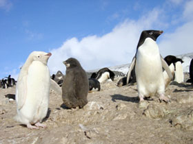 Penguins on the rocks