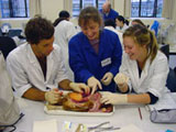 Students discect chicken in Lab. 