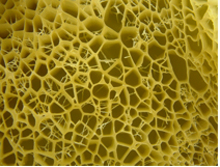Fig.-3-Honeycombed-internal-structure-of-buoyant-bull-kelp-frond