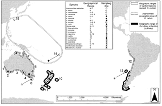 Fig.-2-Biogeography-of-Diloma-topshells-and-bull-kelp-(Durvillaea-antarctica)