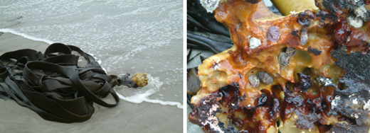 Fig.-6-Beach-cast-Durvillaea-antarctica-with-holdfast-invertebrates