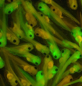 Tadpoles expressing GFP (green) next to their wild type siblings (yellow)