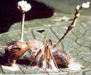 Ant affected by a parasite 186