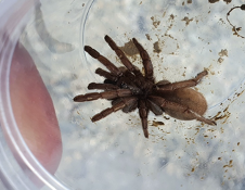 Lagrue-spider