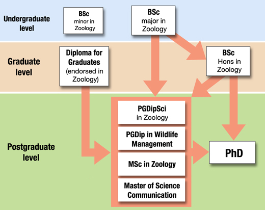 Zoology courses flowchart