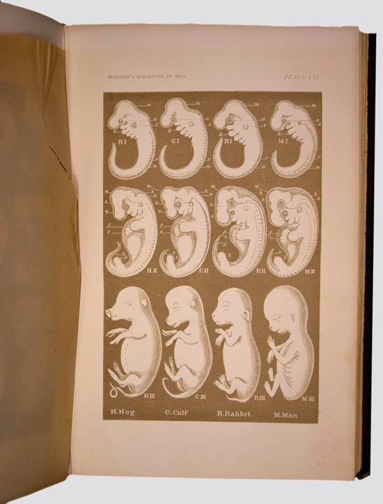 The Evolution of Man