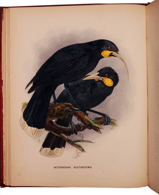 A History of the Birds of New Zealand