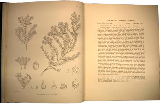 Illustrations of the New Zealand Flora