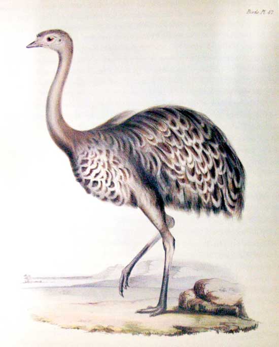 John Gould's Rhea