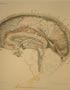 Brain image.