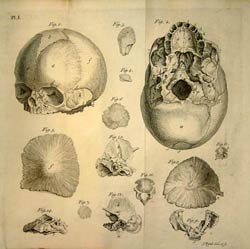 Robert Nesbitt, Human Osteogeny Explained in Two Lectures.