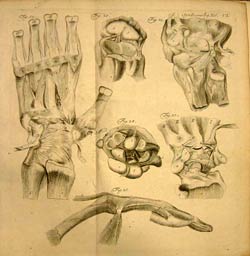 Josias Weitbrecht, Syndesmologia sive, Historia ligamentorvm corporis hvmani qvam secvndvm observationes anatomicas concinnavit et figvris ad obiecta recentia advmbratis illvstravit Iosias Weitbrecht.