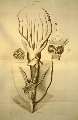 Alexander Monro (secundus), The Structure and Physiology of Fishes explained and compared with those of Man and other Animals.