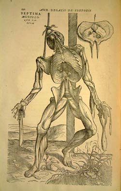 Andreas Vesalius, De humani corporis fabrica libri septem…[On the fabric of the human body in seven books].