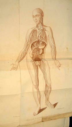 William C. Cruikshank, The Anatomy of the Absorbing Vessels of the Human Body.