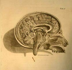 Alexander Monro (secundus), Observations on the Structure and Functions of the Nervous System.