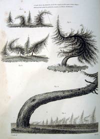 John Claudius Loudon, A treatise on forming, improving, and managing country residences. 2 vols. London: Longman, Hurst, Rees, and Orme, 1806.DeBeer Eb/1806/L