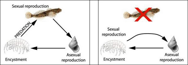 The normal 3-host life cycle (left), and the truncated 2-host cycle in which the parasite reproduces precociously in its second intermediate host (right)