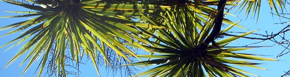 photo of a fern kori